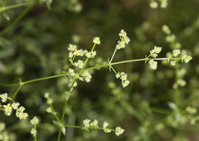 Trichogalium matthewsii, photographed by Steve Matson