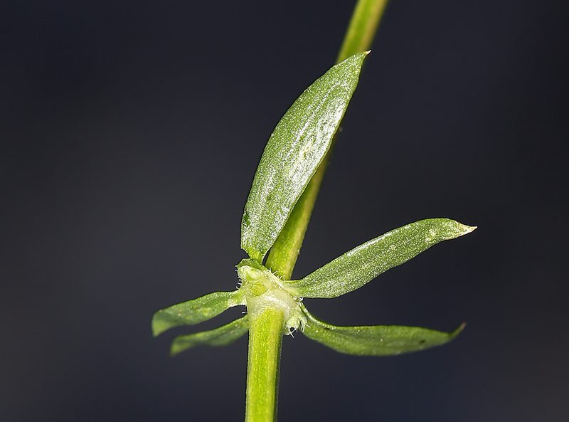 Trichogalium matthewsii, photographed by Steve Matson
