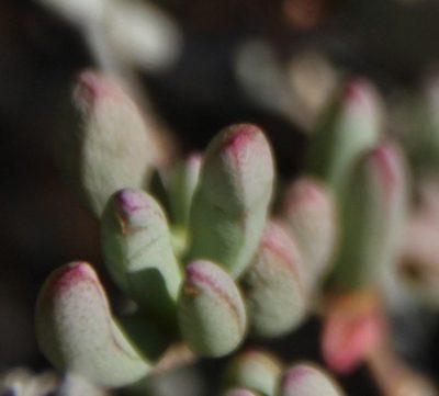 Ruschia erecta, photographed by Tony Rebelo