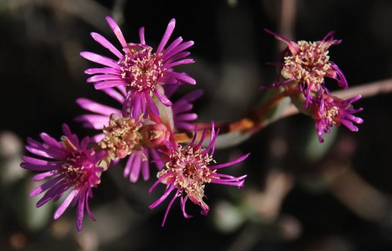 Ruschia erecta, photographed by Tony Rebelo