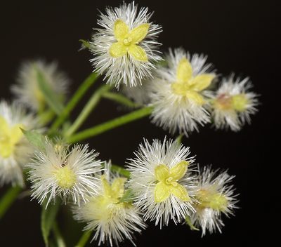 Trichogalium matthewsii, photographed by Steve Matson
