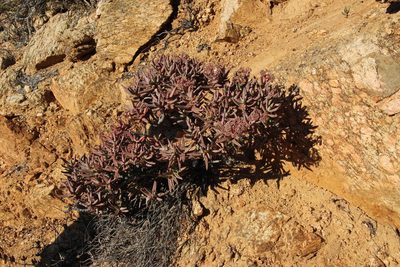 Crassula macowaniana, photographed by Tony Rebelo