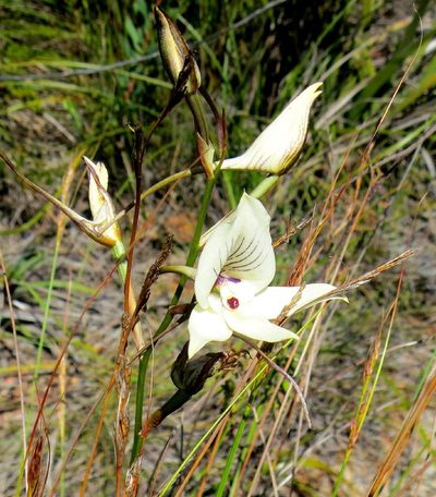 Disa schlechteriana, photographed by Di Turner