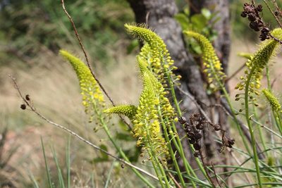 Bulbine angustifolia, photographed by Ryan van Huyssteen
