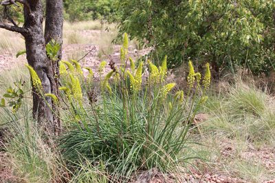 Bulbine angustifolia, photographed by Ryan van Huyssteen