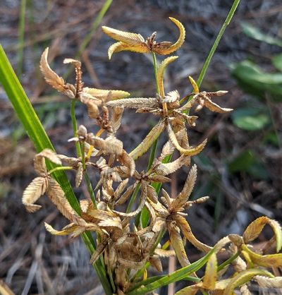 Cyperus lecontei, photographed by Michael A. Alcorn