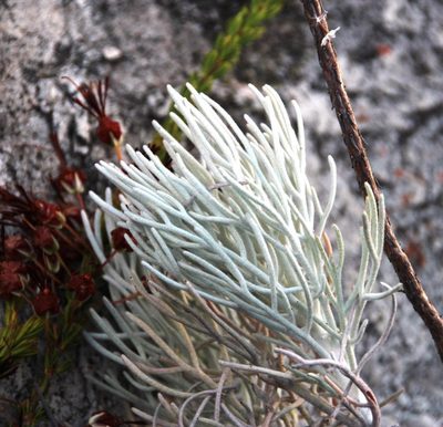 Ursinia sericea, photographed by Tony Rebelo