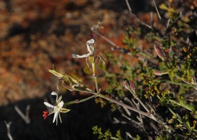 Pelargonium dasyphyllum, photographed by Tony Rebelo