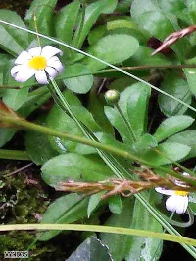 Felicia cymbalarioides, photographed by Chris Vynbos