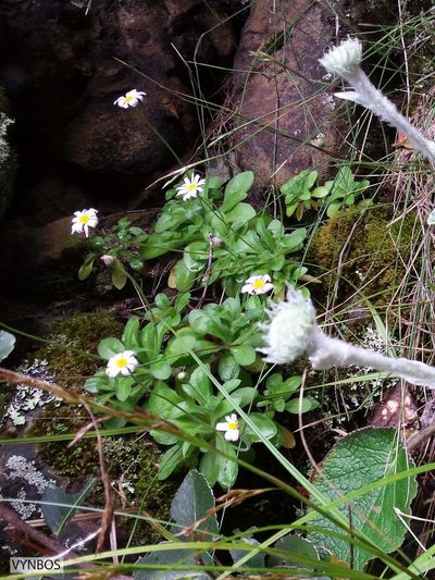 Felicia cymbalarioides, photographed by Chris Vynbos