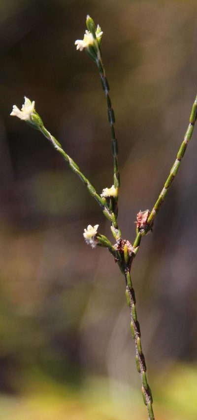 Lachnaea villosa, photographed by Tony Rebelo