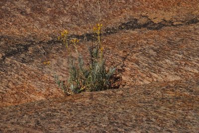 Senecio cinerascens, photographed by Tony Rebelo