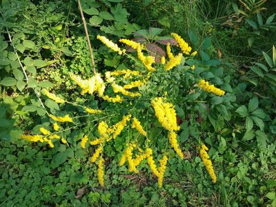 Solidago ulmifolia, photographed by Mary Crickmore
