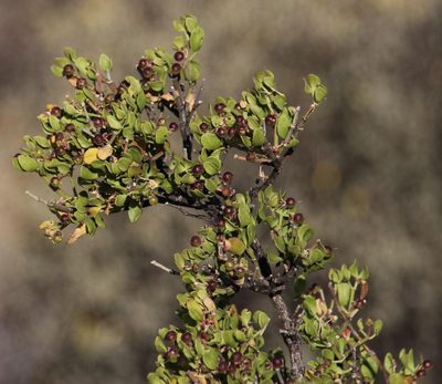 Roepera leptopetala, photographed by Tony Rebelo