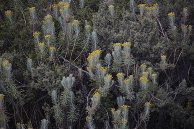 Euryops tenuissimus, photographed by Tony Rebelo