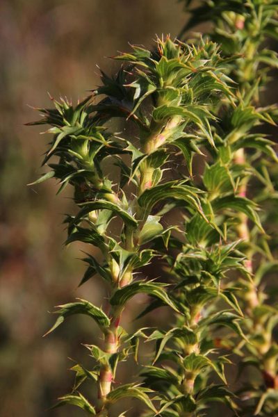 Cliffortia ceresana, photographed by Tony Rebelo