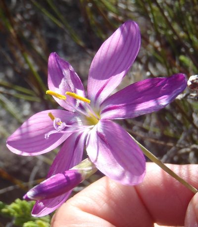Geissorhiza elsiae, photographed by Nicola van Berkel