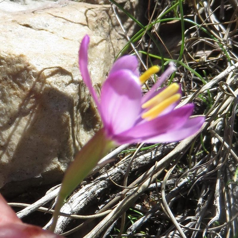 Geissorhiza elsiae, photographed by Nicola van Berkel