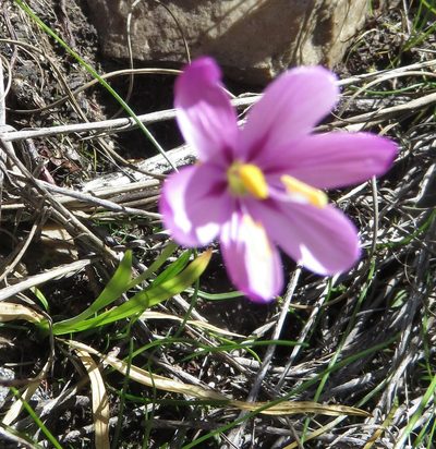 Geissorhiza elsiae, photographed by Nicola van Berkel