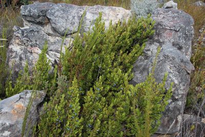 Cassine parvifolia, photographed by Tony Rebelo