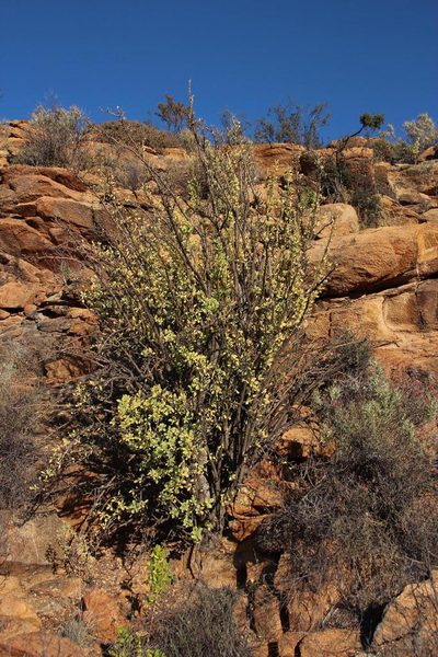 Othonna cerarioides, photographed by Tony Rebelo
