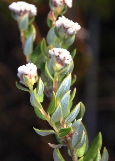 Phylica nervosa, photographed by Tony Rebelo