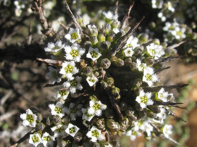 Thesium horridum, photographed by douglaseustonbrown