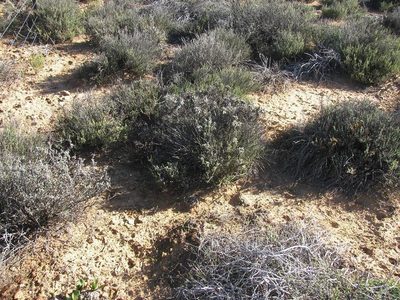 Thesium horridum, photographed by douglaseustonbrown