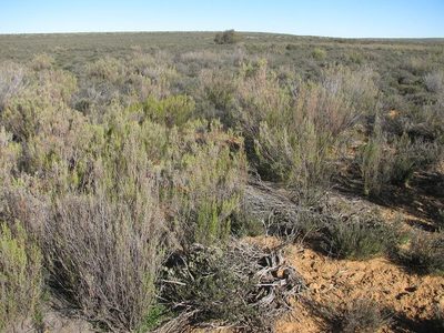 Thesium horridum, photographed by douglaseustonbrown