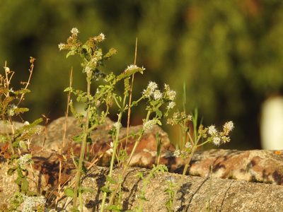 Mentha suaveolens, photographed by Duarte Frade