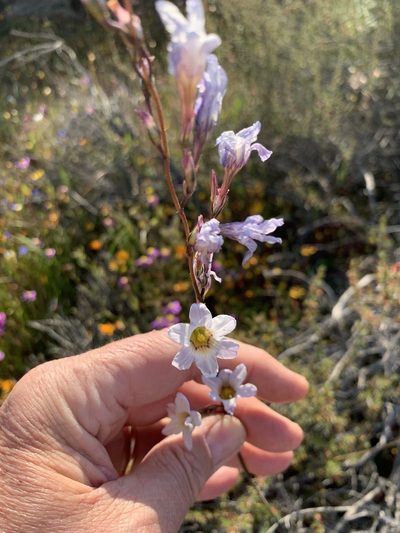 Ixia namaquana, photographed by Dave Richardson