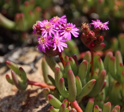 Ruschia viridifolia, photographed by Tony Rebelo