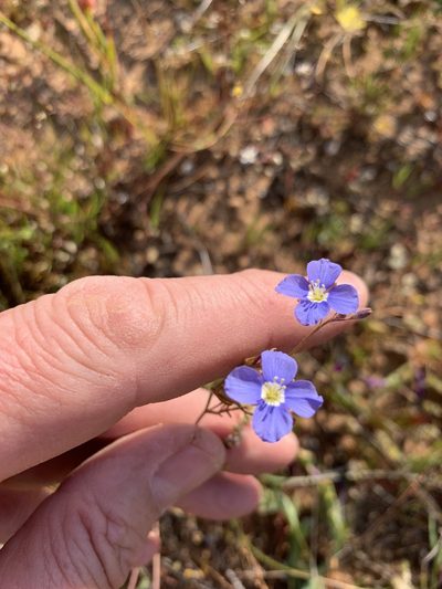 Heliophila acuminata, photographed by Dave Richardson
