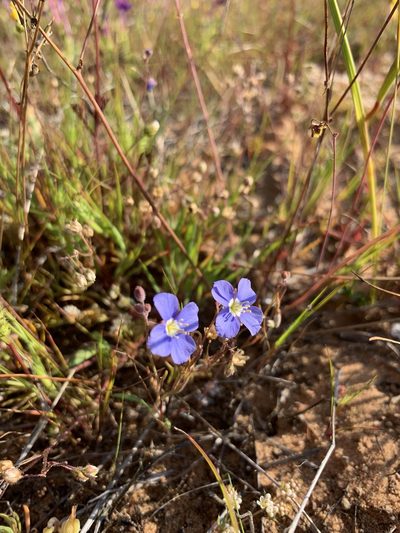 Heliophila acuminata, photographed by Dave Richardson