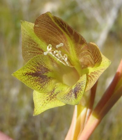 Gladiolus fourcadei, photographed by Nicola van Berkel