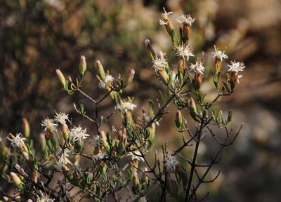 Pteronia leptospermoides, photographed by Tony Rebelo