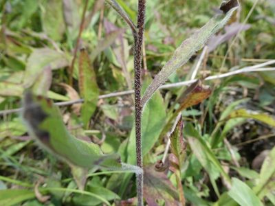 Solidago bicolor, photographed by Bruce Cook