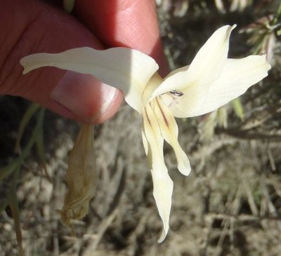 Gladiolus leptosiphon, photographed by Nicola van Berkel
