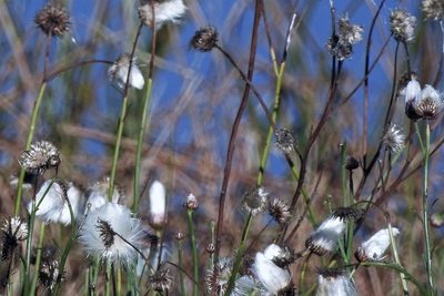 Baccharis juncea, photographed by Hugo Hulsberg