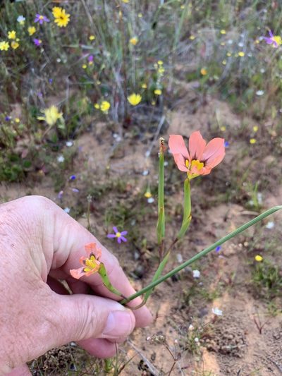Moraea vallisbelli, photographed by Dave Richardson