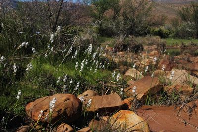 Wurmbea stricta, photographed by Tony Rebelo