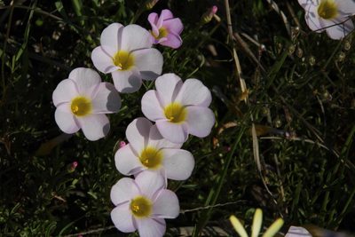 Oxalis recticaulis, photographed by Tony Rebelo