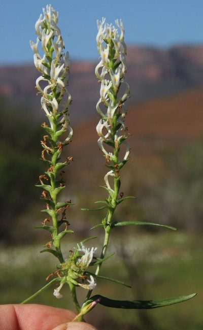 Hebenstretia parviflora, photographed by Tony Rebelo