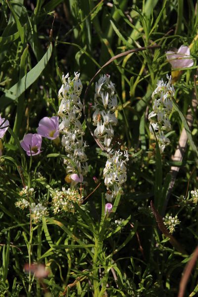 Hebenstretia parviflora, photographed by Tony Rebelo