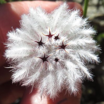 Phylica meyeri, photographed by Nicola van Berkel