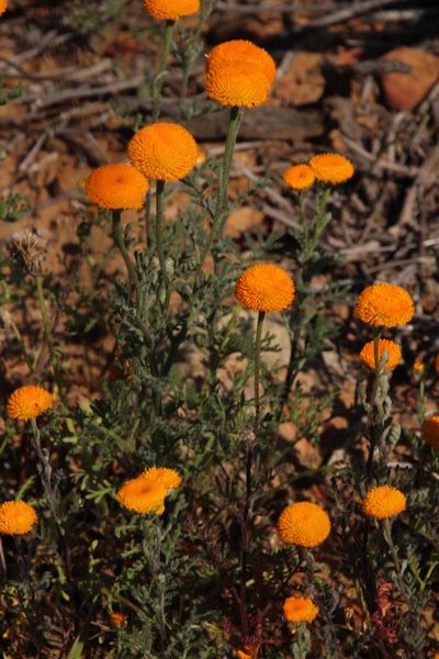 Oncosiphon grandiflorus, photographed by Tony Rebelo