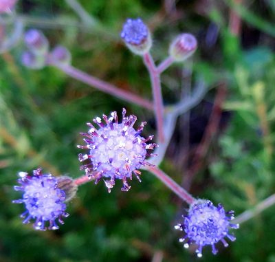 Senecio erubescens, photographed by Di Turner