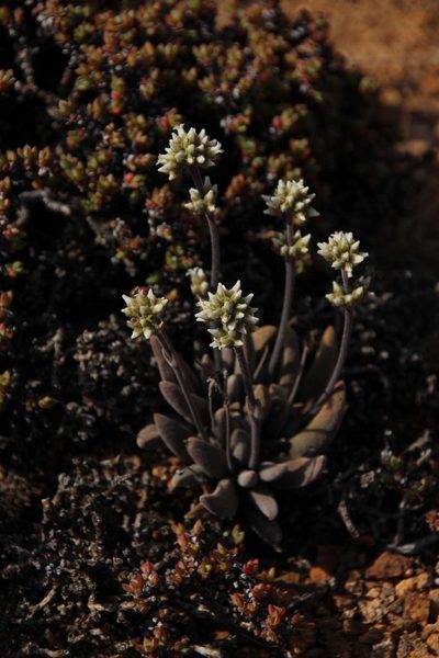 Crassula namaquensis, photographed by Tony Rebelo