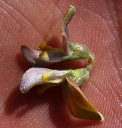 Aspalathus pulicifolia, photographed by Tony Rebelo