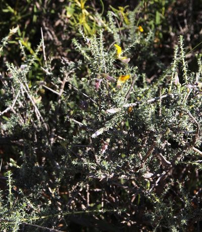 Aspalathus pulicifolia, photographed by Tony Rebelo